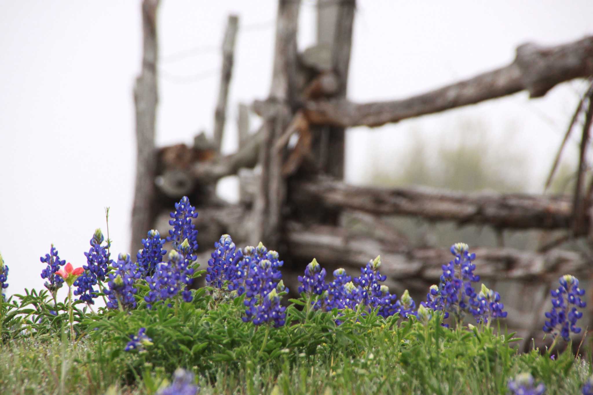 is-it-illegal-to-pick-bluebonnets