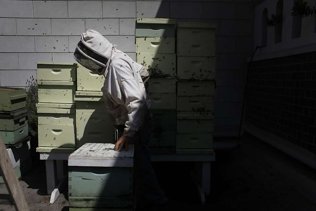 Master beekeeper Spencer Marshall tends to four double queen beehives on the roof of the Fairmont Hotel in San Francisco.