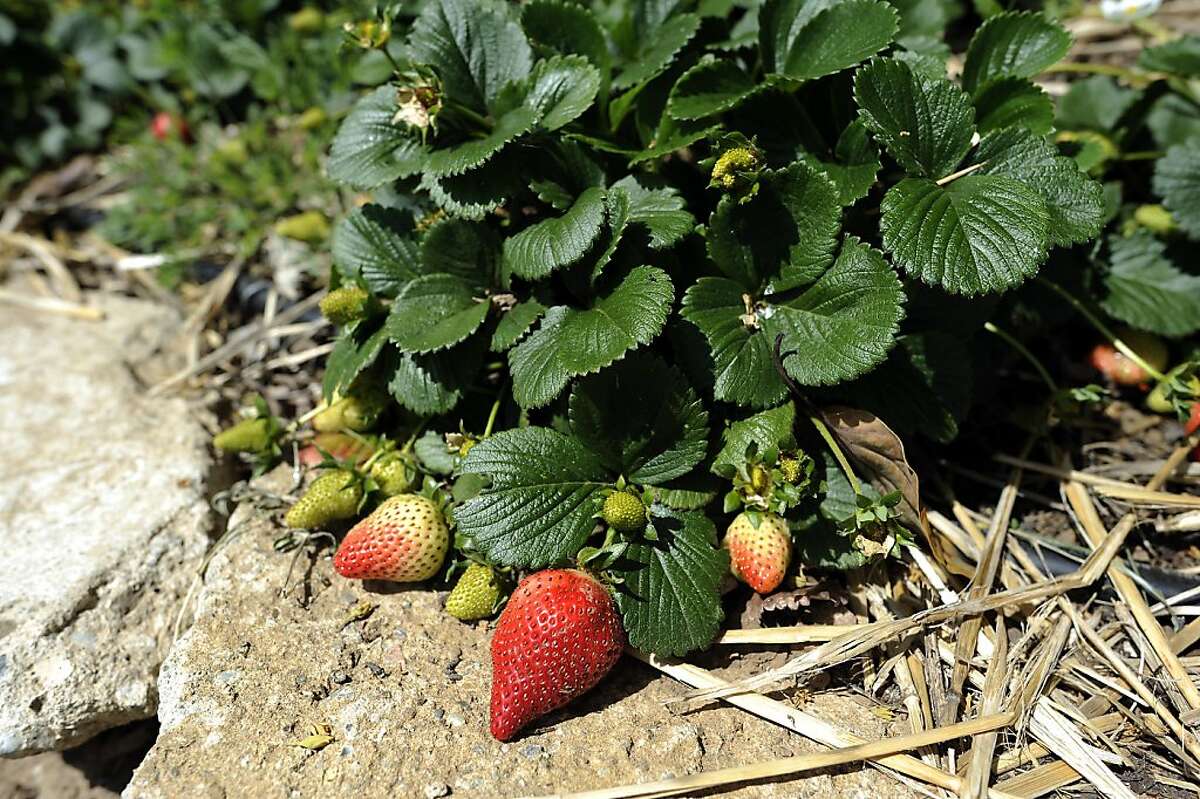 Strawberries are seen ripening in the sun at the Alemany Farm in San Francisco, CA Saturday April 13th, 2013.