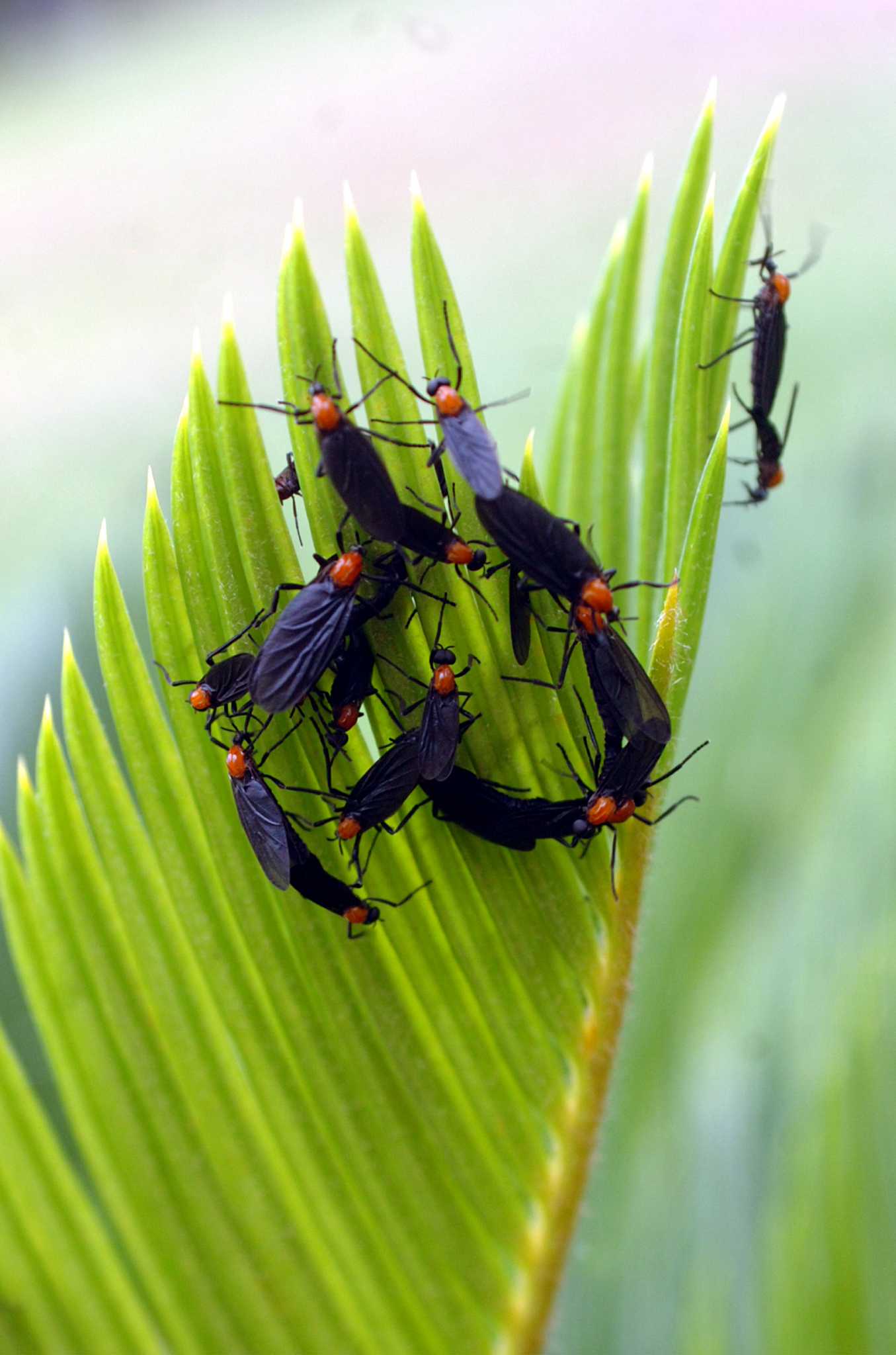 What Does A Love Bug Symbolize