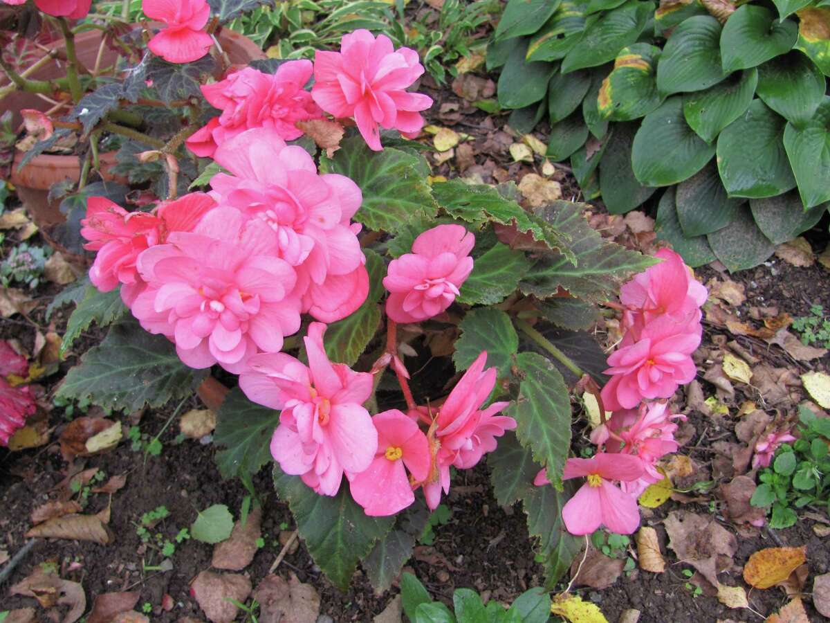 Better go with begonias this year