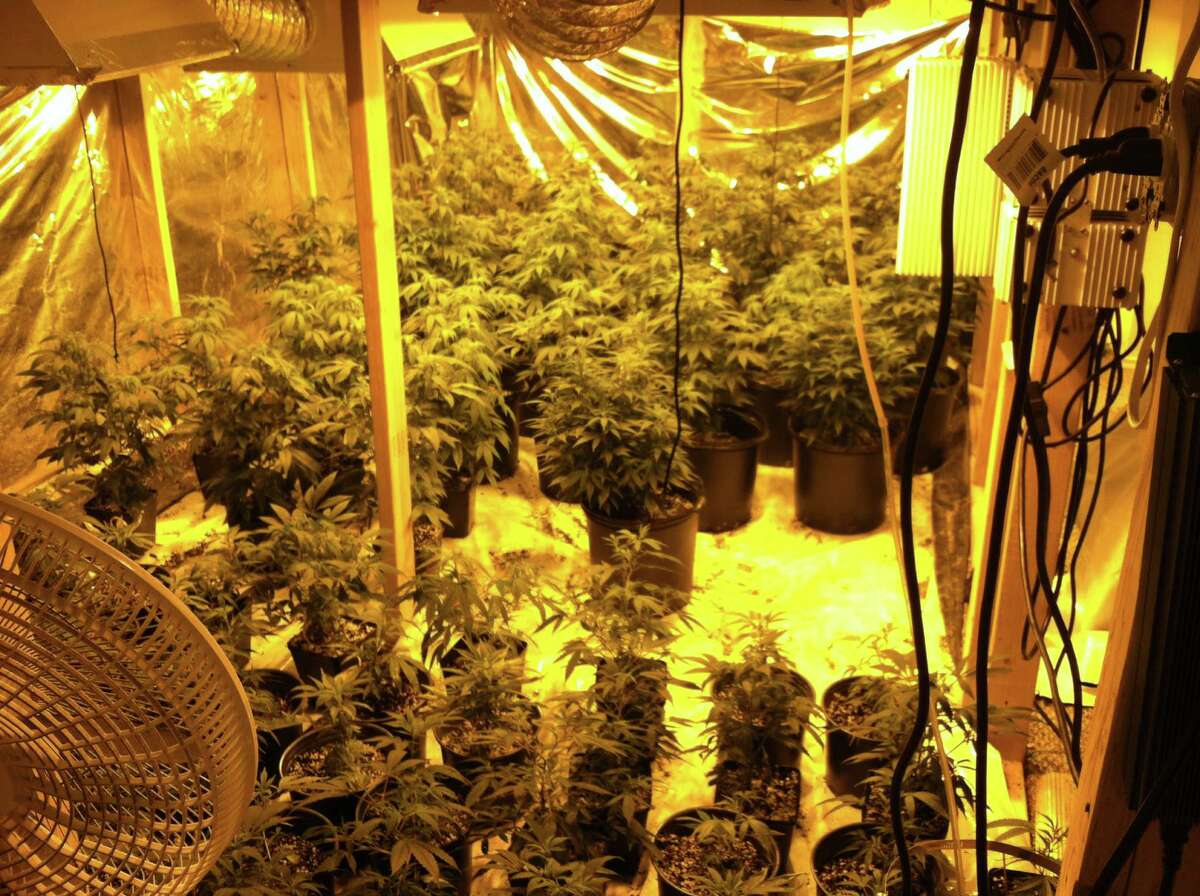 Houston grow house so elaborate, it had artificial seasons built in