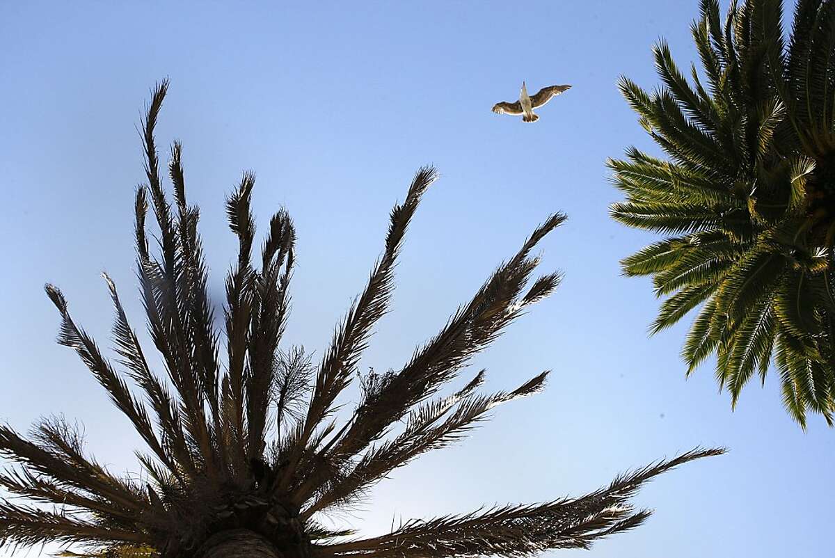 A seagull flies between a Fusarium-infected palm tree (left) and a healthy palm (right) at Justin Herman plaza on the Embarcadero in San Francisco, Calif., on Tuesday, May 14, 2013. Several palm trees along the Embarcadero are suffering from a tree fungus disease that is slowly killing them.