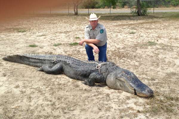 Fort Bend Teen Bags Record Texas Gator Houstonchronicle Com