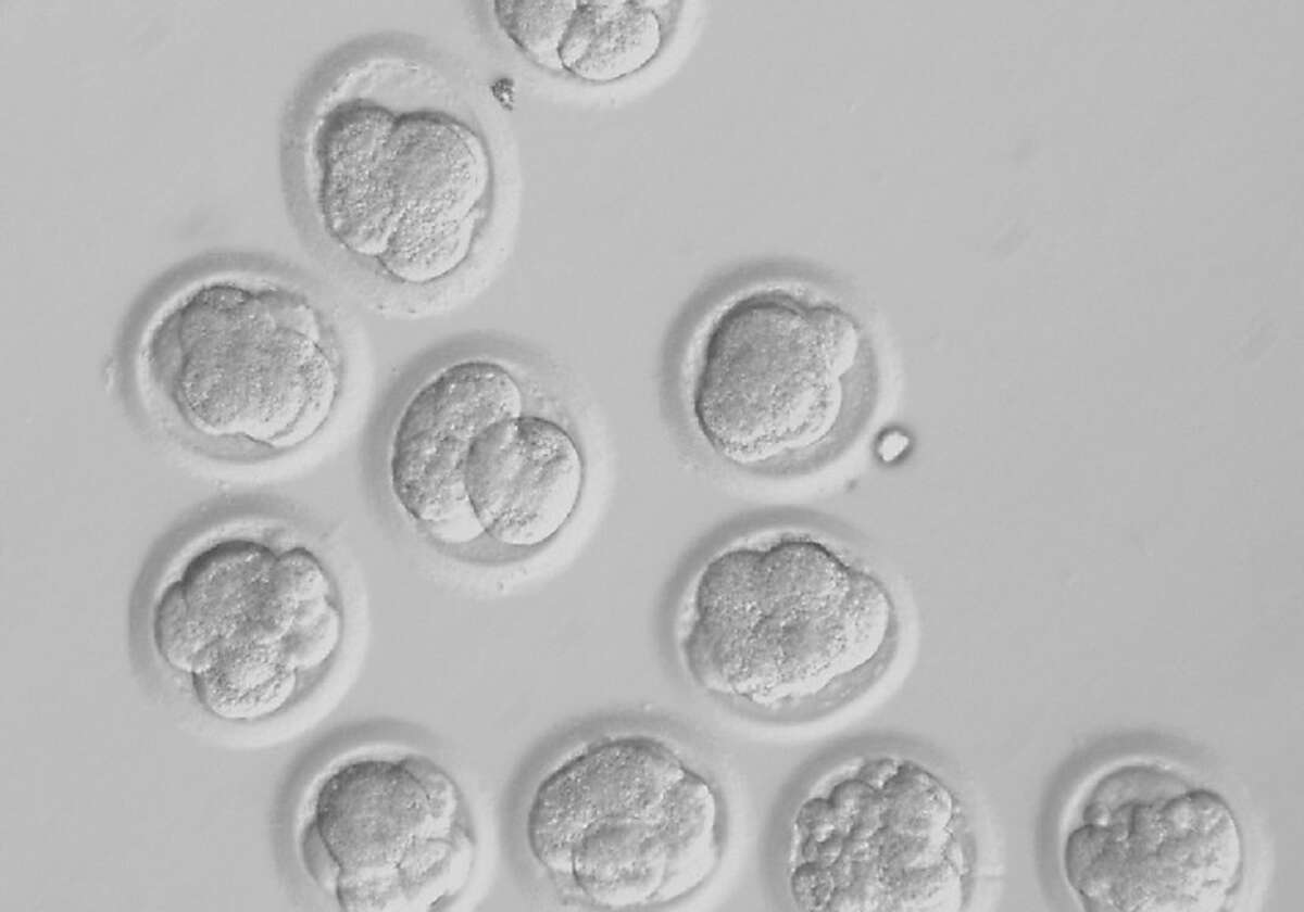 Stem cells recovered from cloned embryos