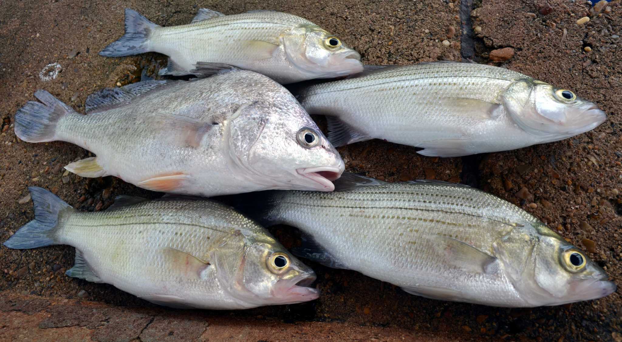 कुछ गैस्परगौ ढूँढनाकुछ गैस्परगौ ढूँढना  