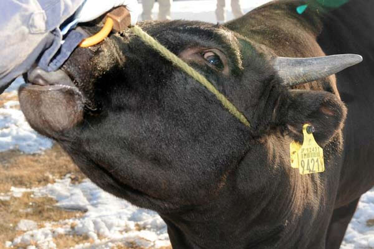 West Texas A&M researchers hope to clone cattle for more topofthe
