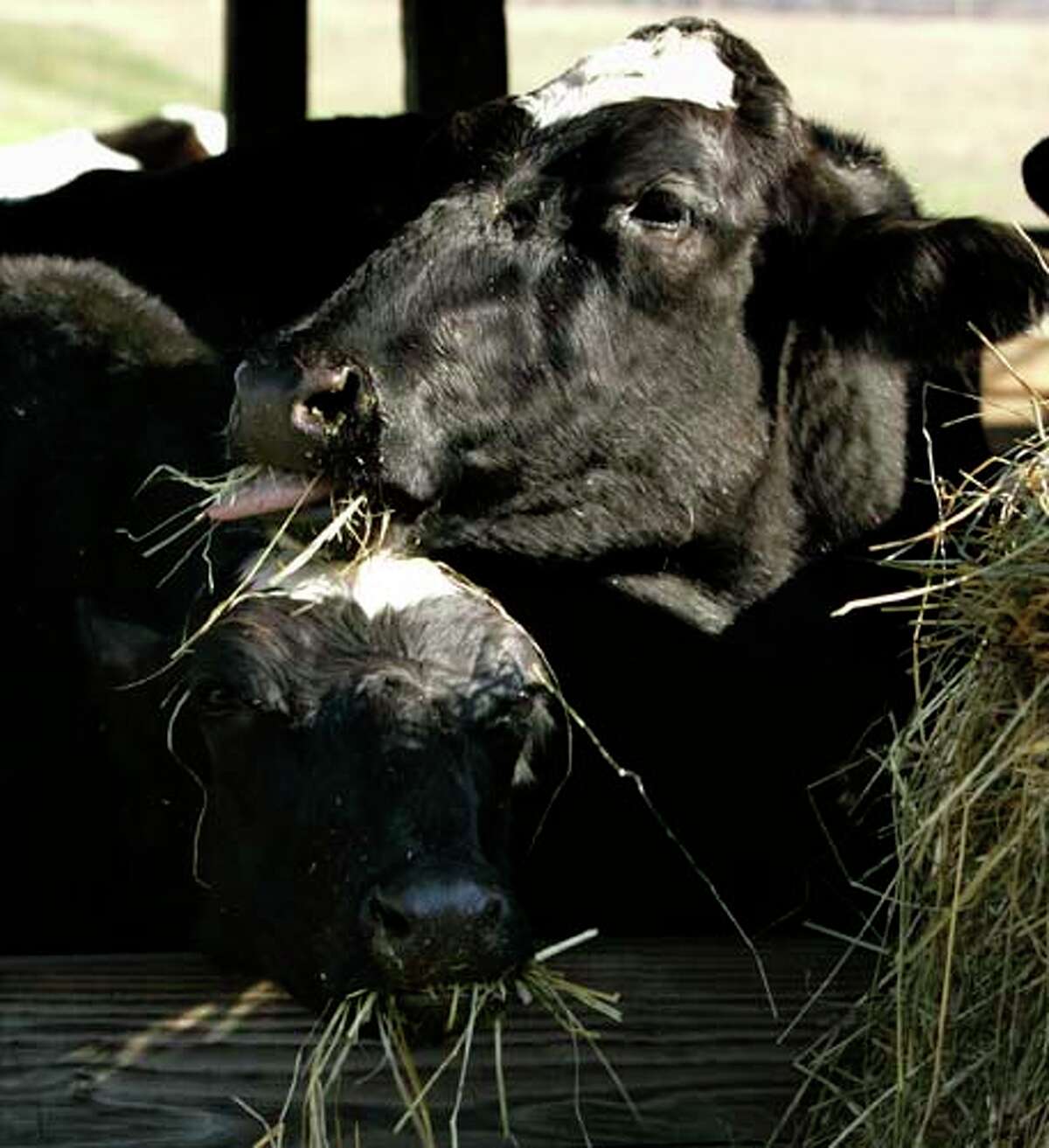 West Texas A&M researchers hope to clone cattle for more topofthe