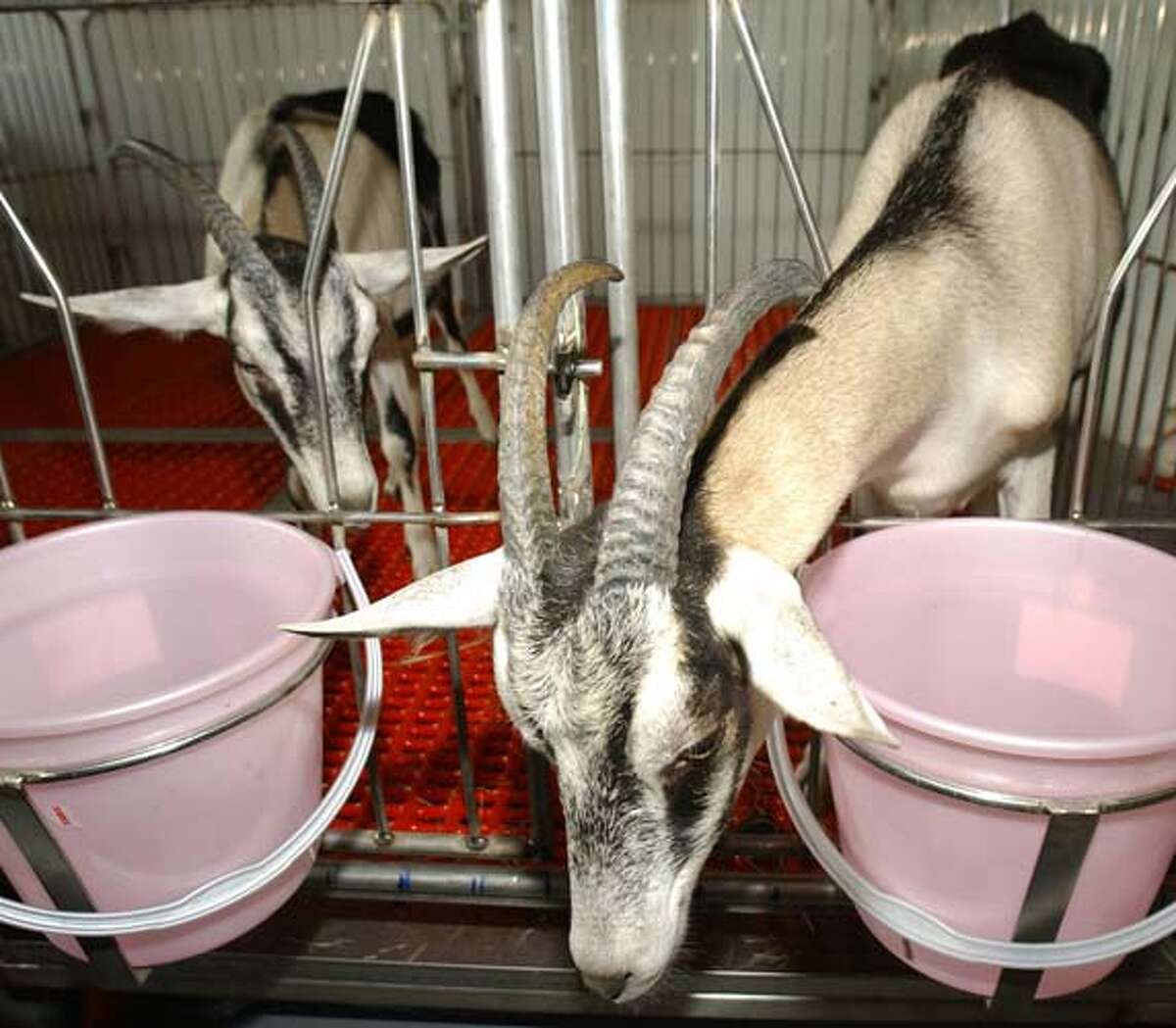 West Texas A&M researchers hope to clone cattle for more topofthe