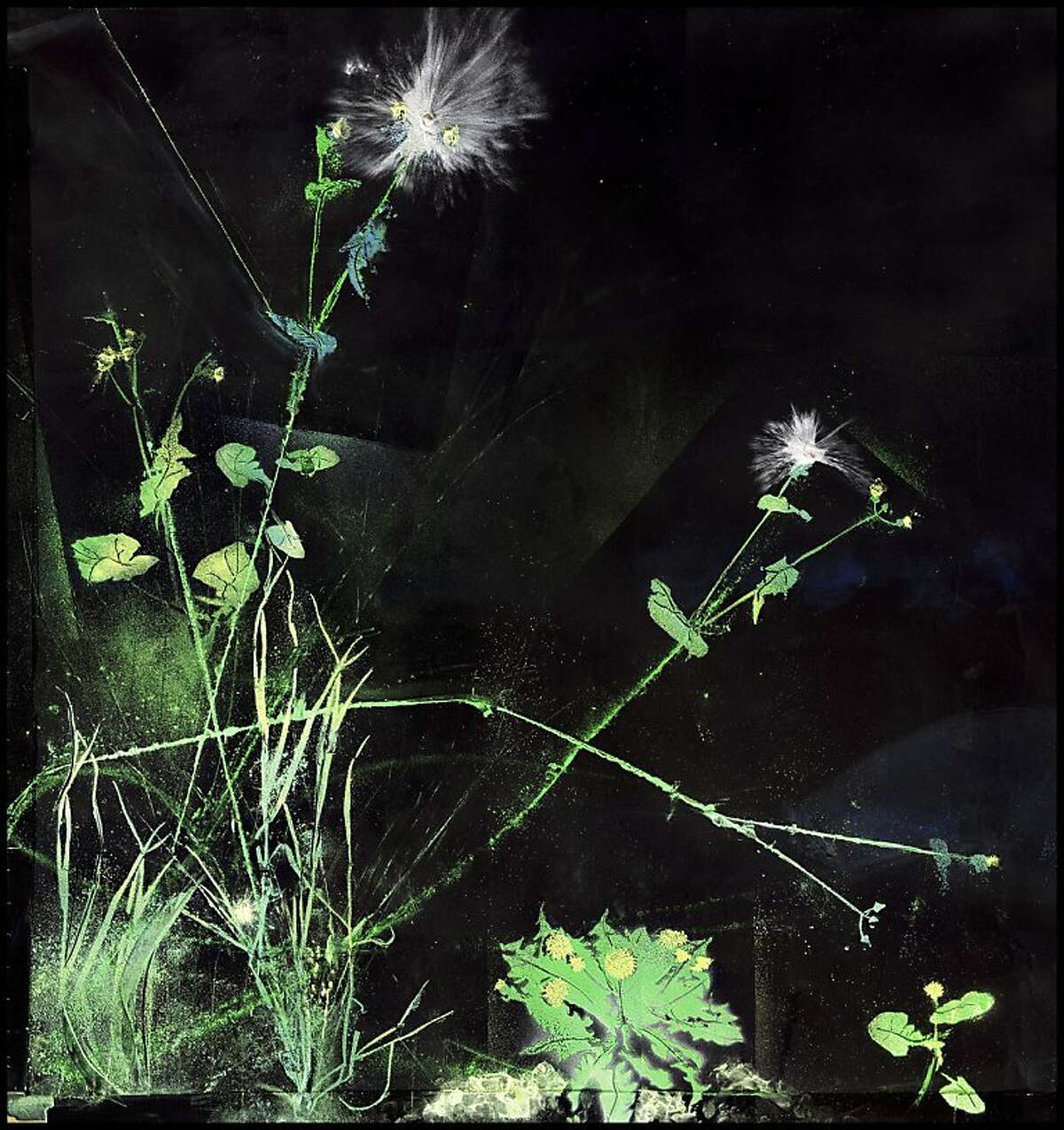 "Digitaria Sanguinalis and Taraxicum Officinale Study" is an archival light-jet print by Kelly Barrie, whose work is on view at Gallery Wendi Norris. (Detail of the original work.)