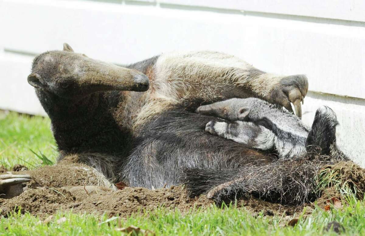 Baby giant anteater born at the zoo