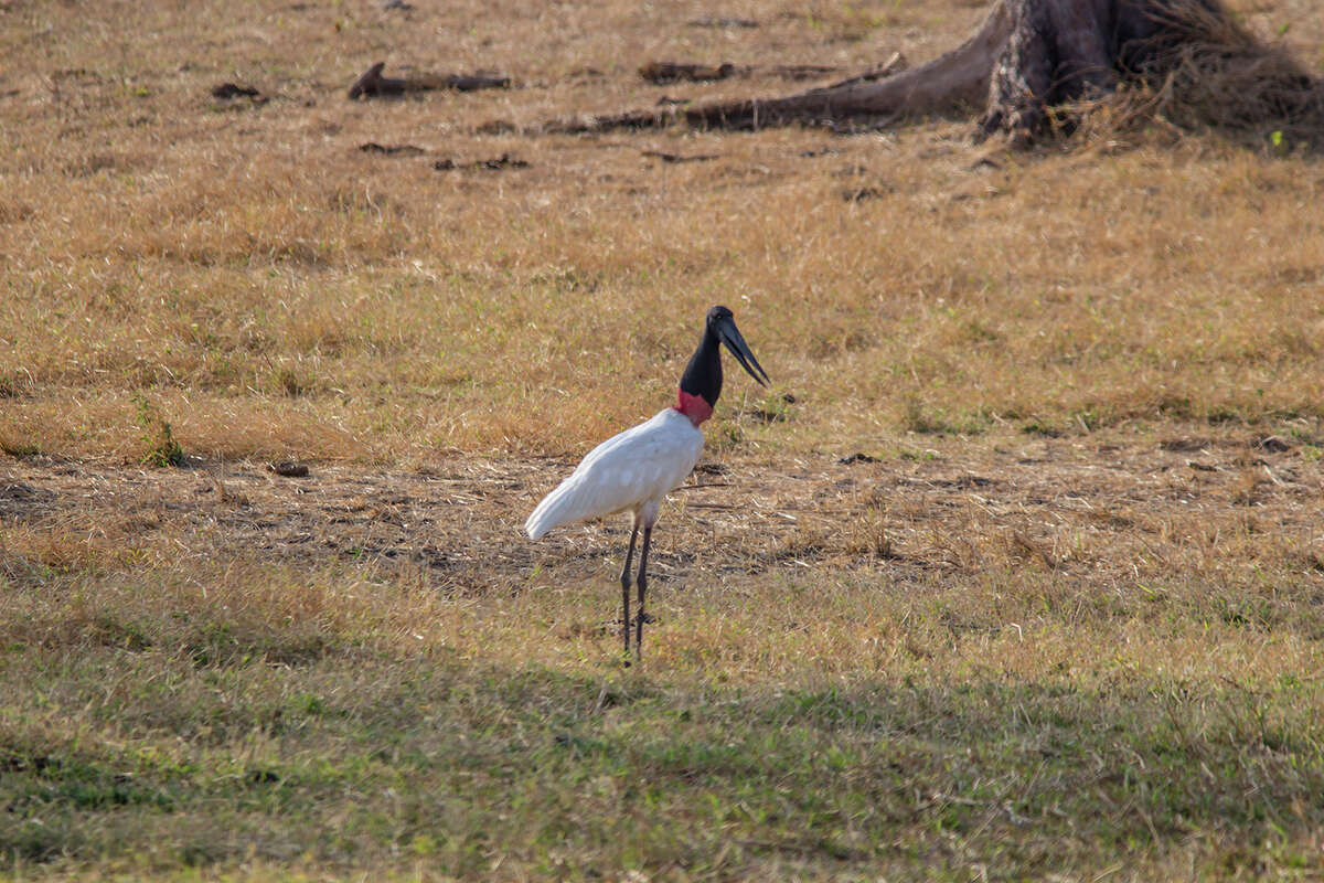 Jabiru stork are a massive bird weighing up to 17-pounds and standing five feet tall. They range fom Mexico to Argentina.