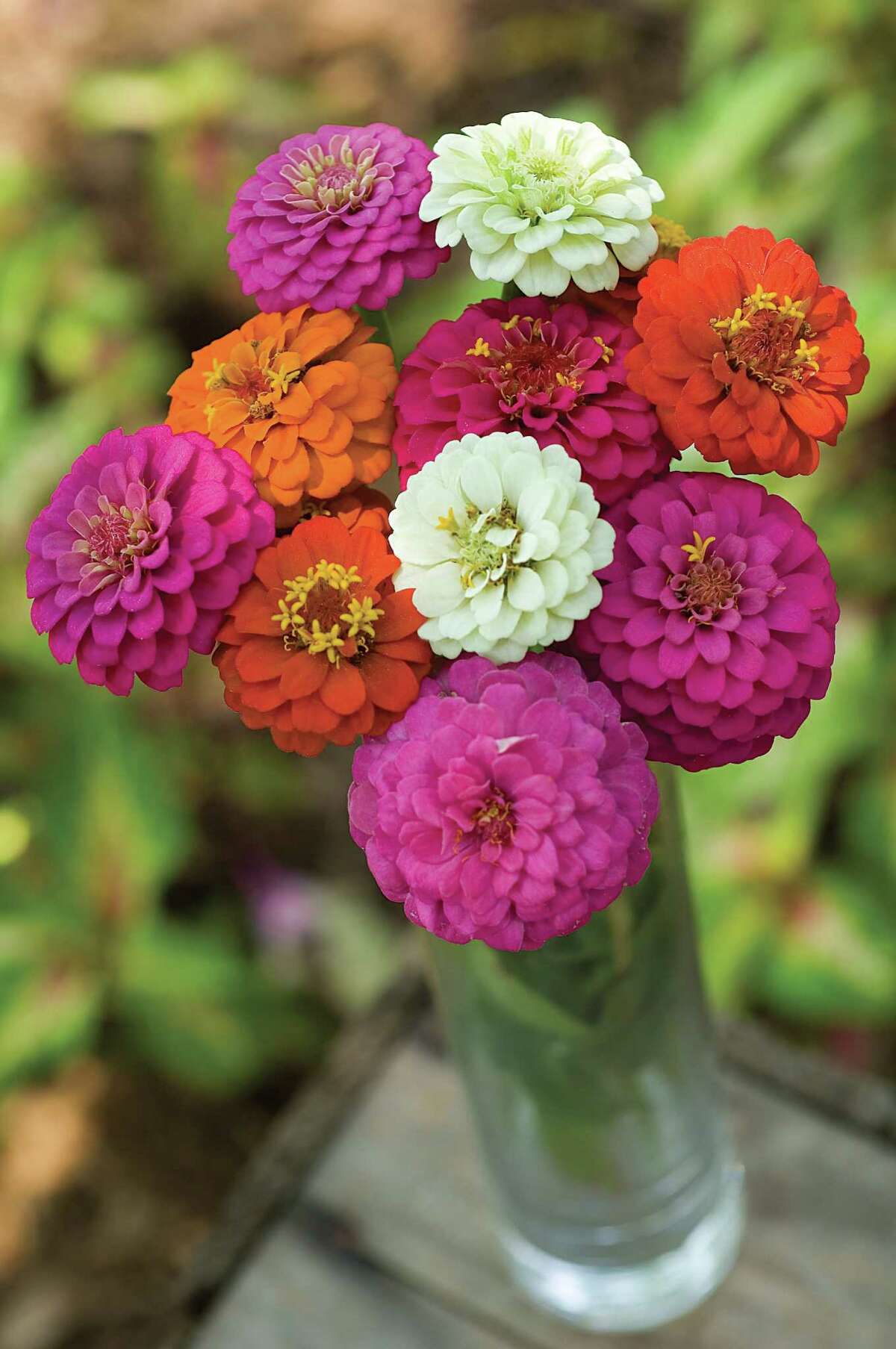 Awardwinning zinnias will color a summer garden