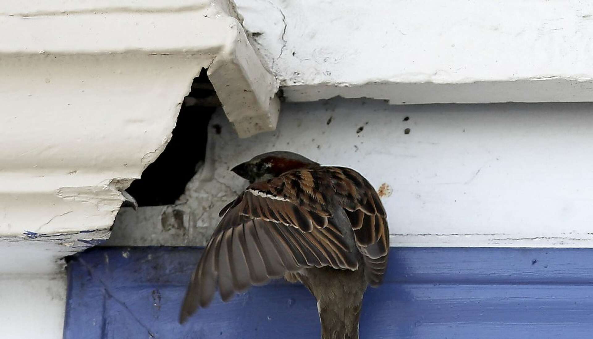 Some birds put cigarette butts to good use