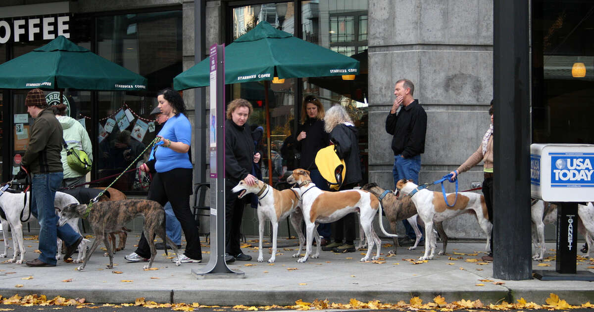 10 best cities for dogs