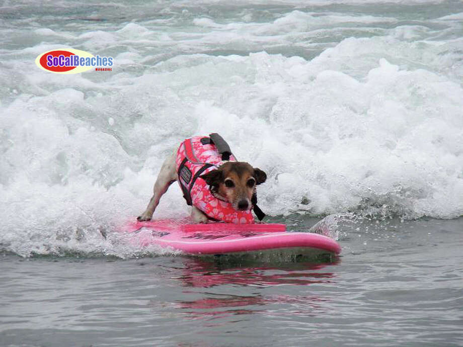 10 best cities for dogs