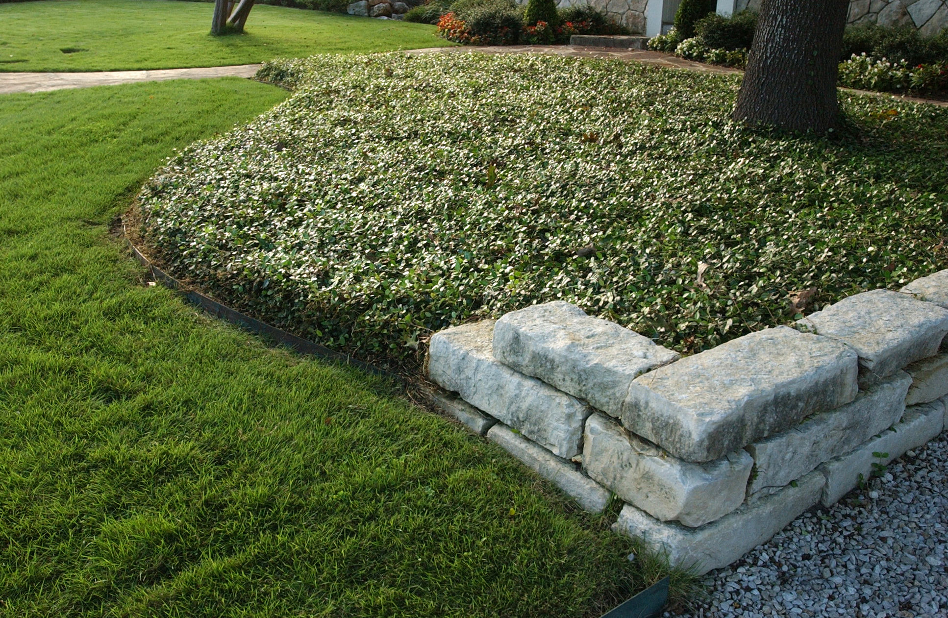 Low Maintenance Drought Friendly, Ground Cover Plants Texas
