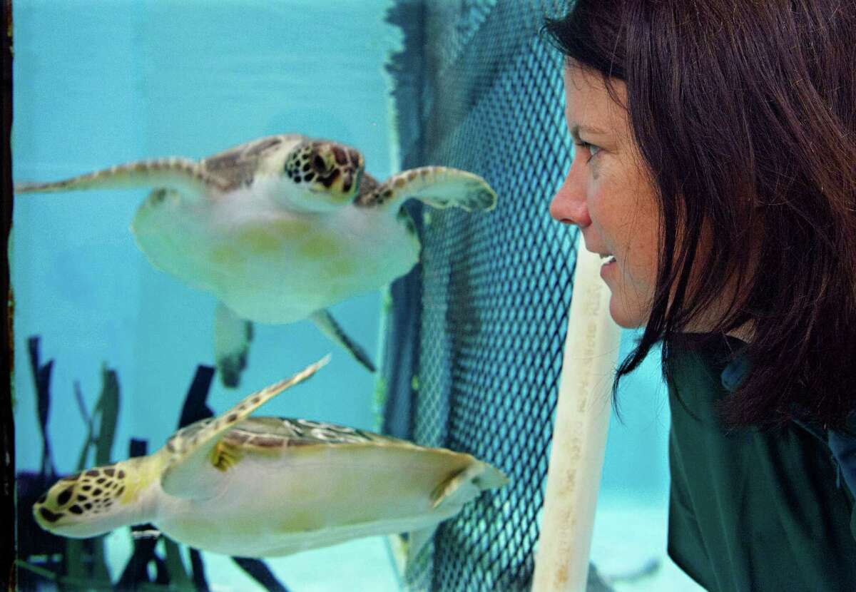 Acupuncture for sea turtles