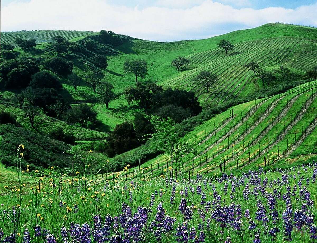 Santa Barbara area vineyard. Credit: Santa Barbara Conference & Visitors Bureau and Film Commission