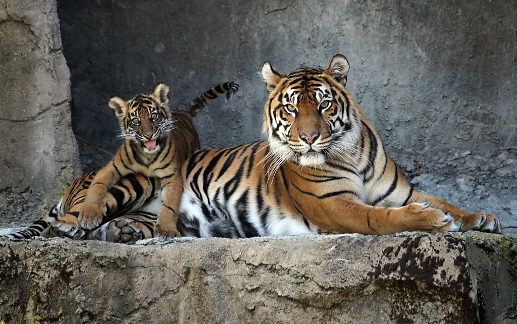 Tiger cub Jillian's name cost $47,000