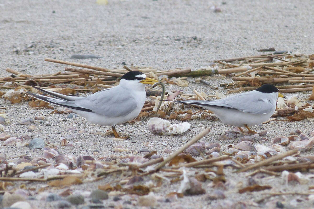 Least terns are especially vulnerable to having there colonies disturbed by people walking their dogs on the beach.