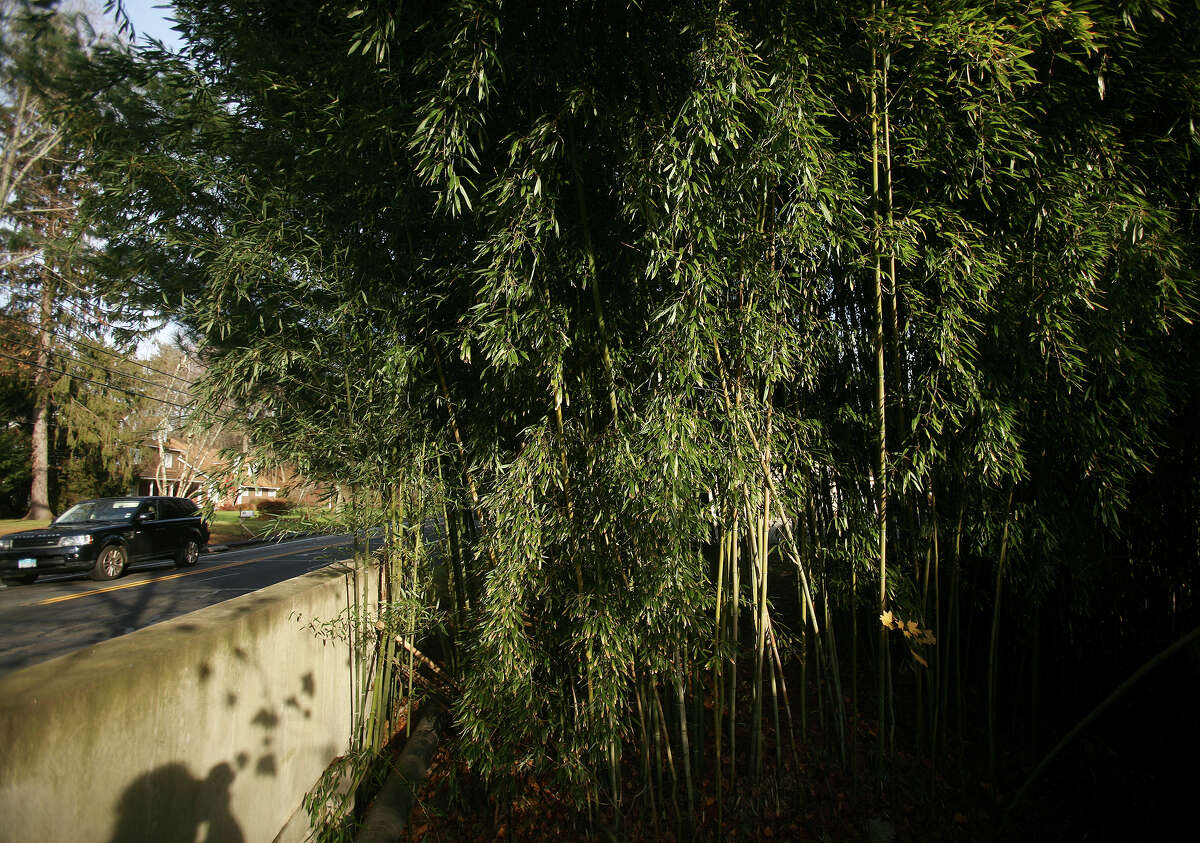 A large stand of bamboo along Turkey Hill Road in Westport on Wednesday, November 28, 2012.
