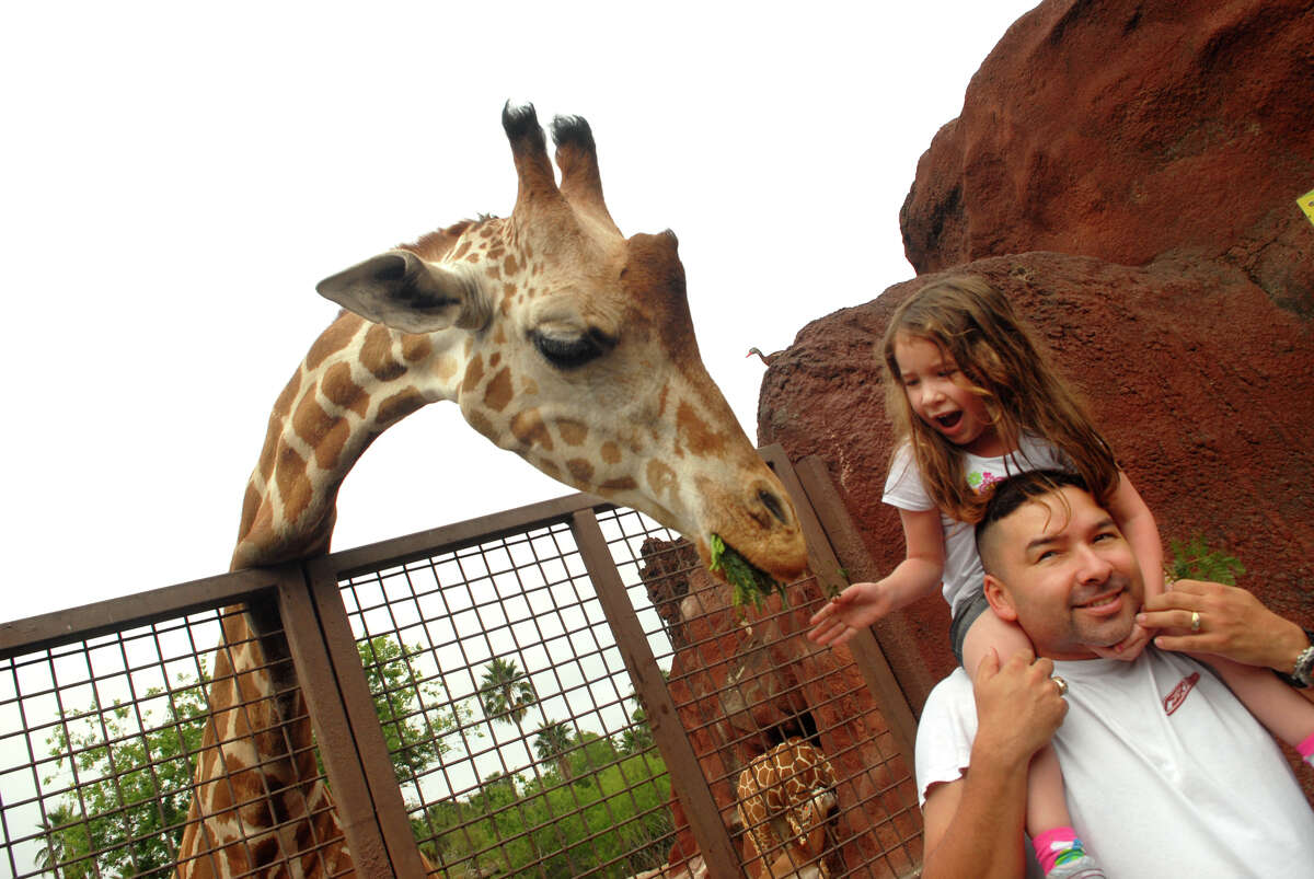 Elizabeth Soliz,4, rode on her fathers shoulders,Ruben Soliz of Kingsville,Texas as she fed a giraffe at the Gladys Porter Zoo in Brownsville,Texas on Monday, March 12, 2012. The Giraffe landing will be open for week during Spring Break. The specially built ADA-accessible platform provides a safe and meaningful animal feeding opportunity. (AP Photo/The Brownsville Herald, Brad Doherty)