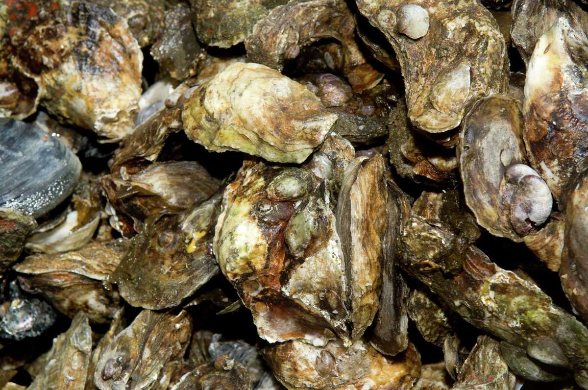 Oysters sit piled on a boat and ready to be unloaded at Norm Bloom and Son in Norwalk, Conn., on Friday, May 17, 2013.