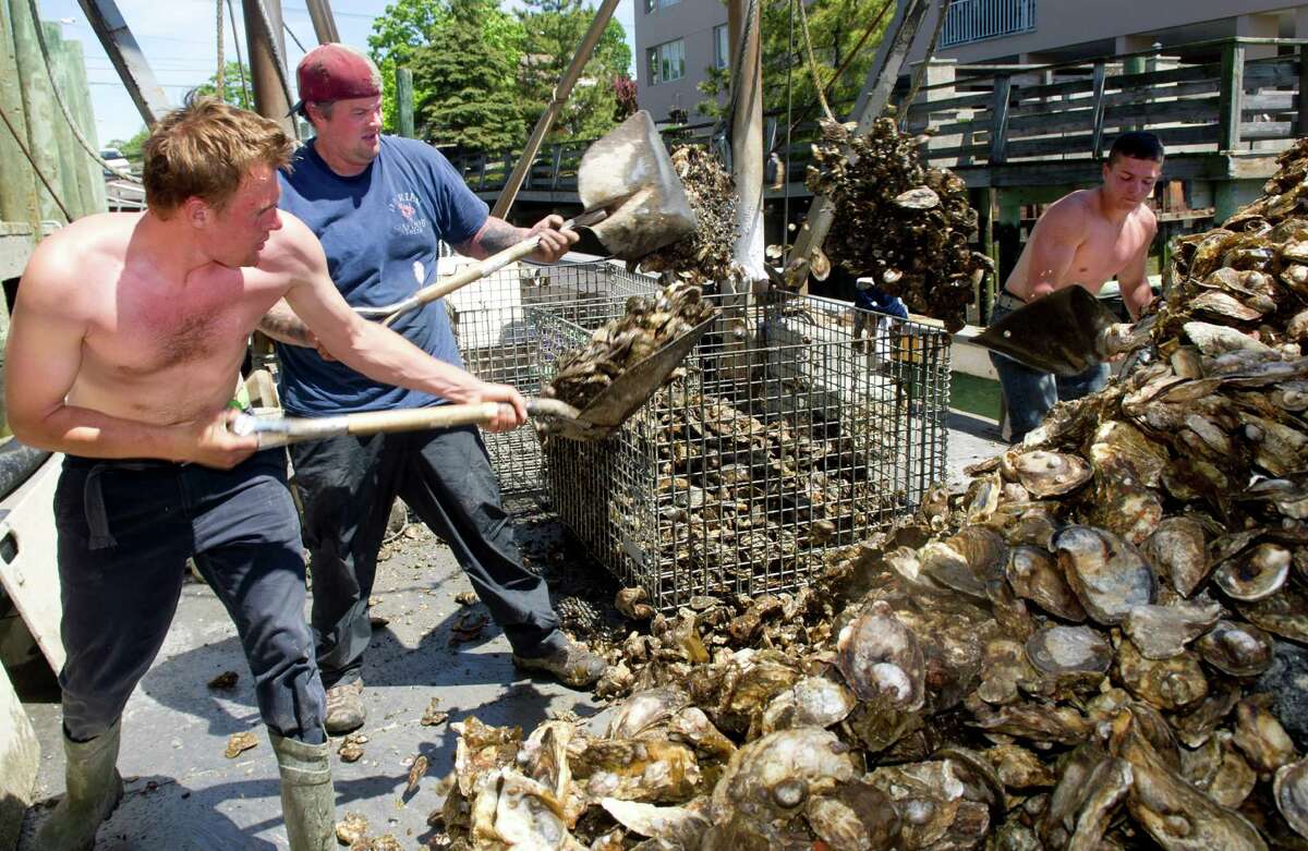 From left, Colin Higgins, Captain Steve Hopkins, and Patrick McGlone unload oysters from a boat at Norm Bloom and Son in Norwalk, Conn., on Friday, May 17, 2013.