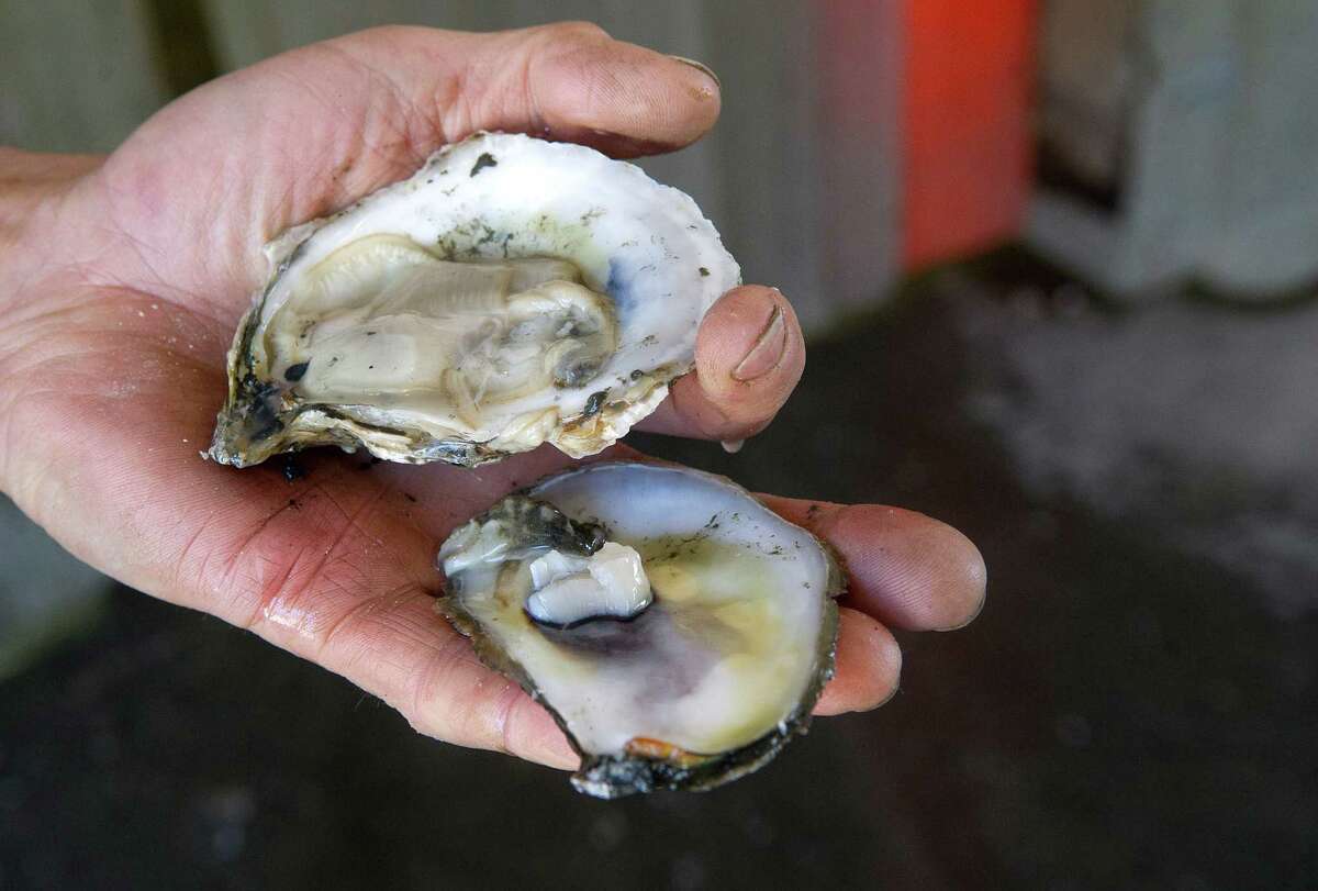 Oysters: A complicated economy and ecology