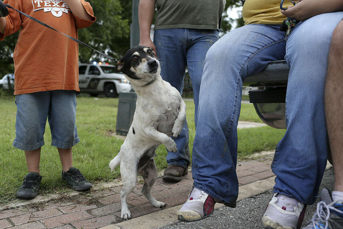 Puddles, a black-and-white terrier, was rescued by Celia Olivarez when she and the members of her family briefly returned to their home to collect personal items and check the damage.