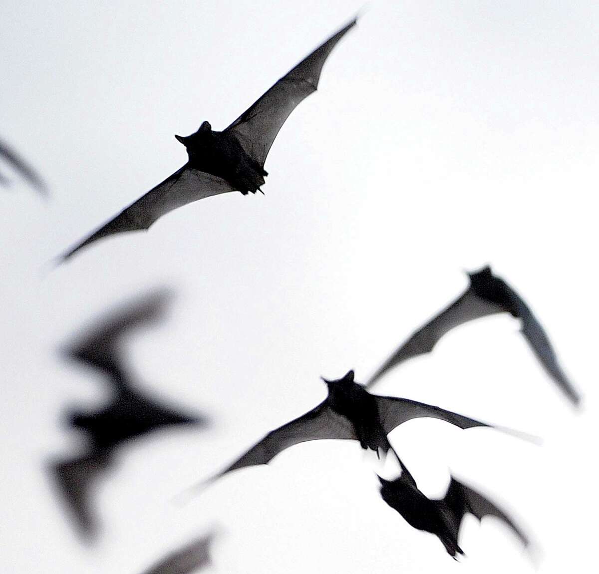 bats flying out of cave