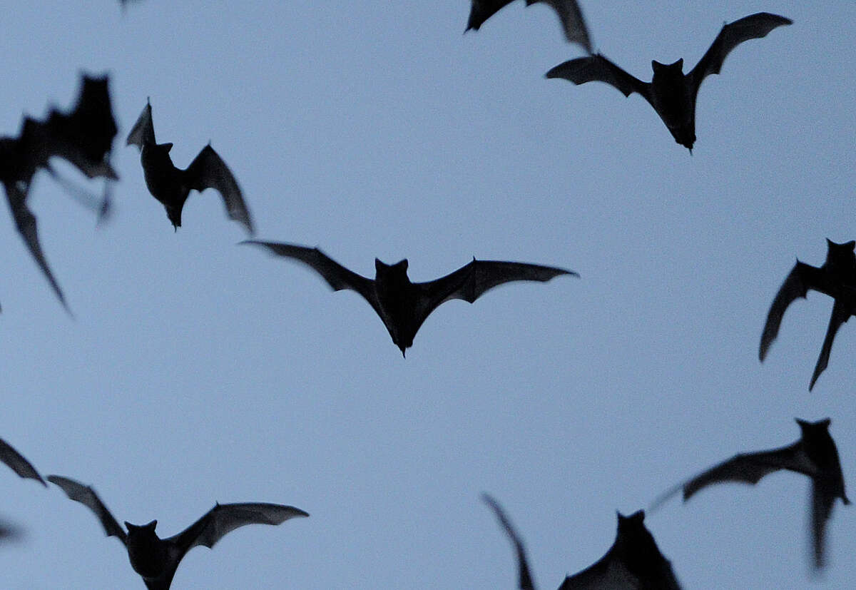 Fact: The Mexican free-tailed bat is the Texas state flying mammal