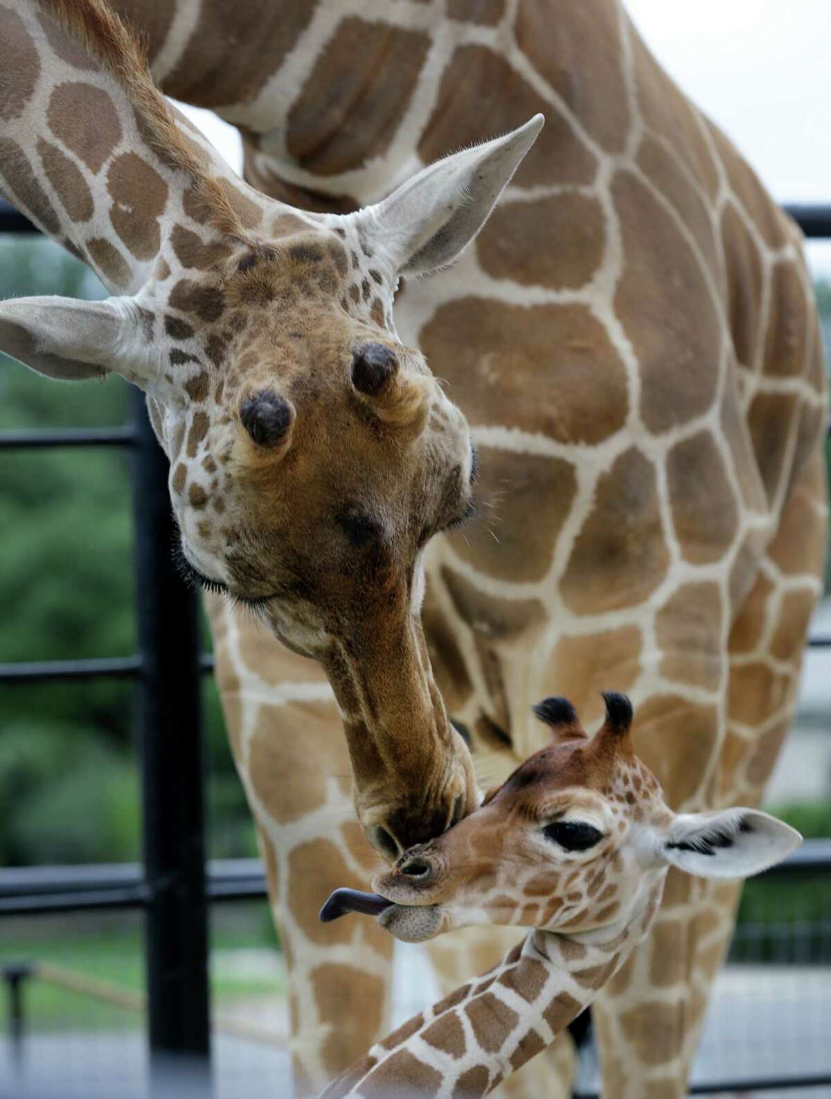 Only twin giraffes in U.S. turn 1 in San Antonio