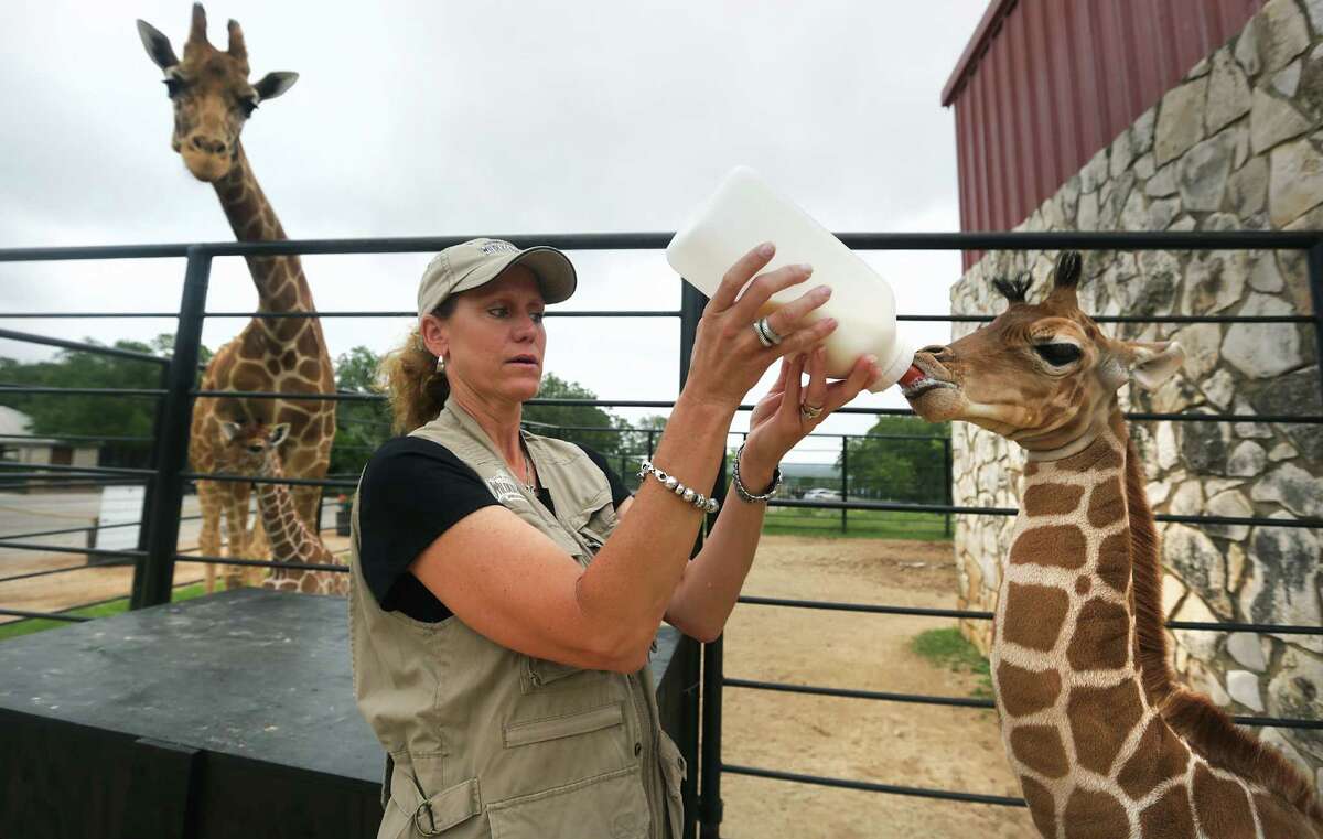 Only twin giraffes in U.S. turn 1 in San Antonio