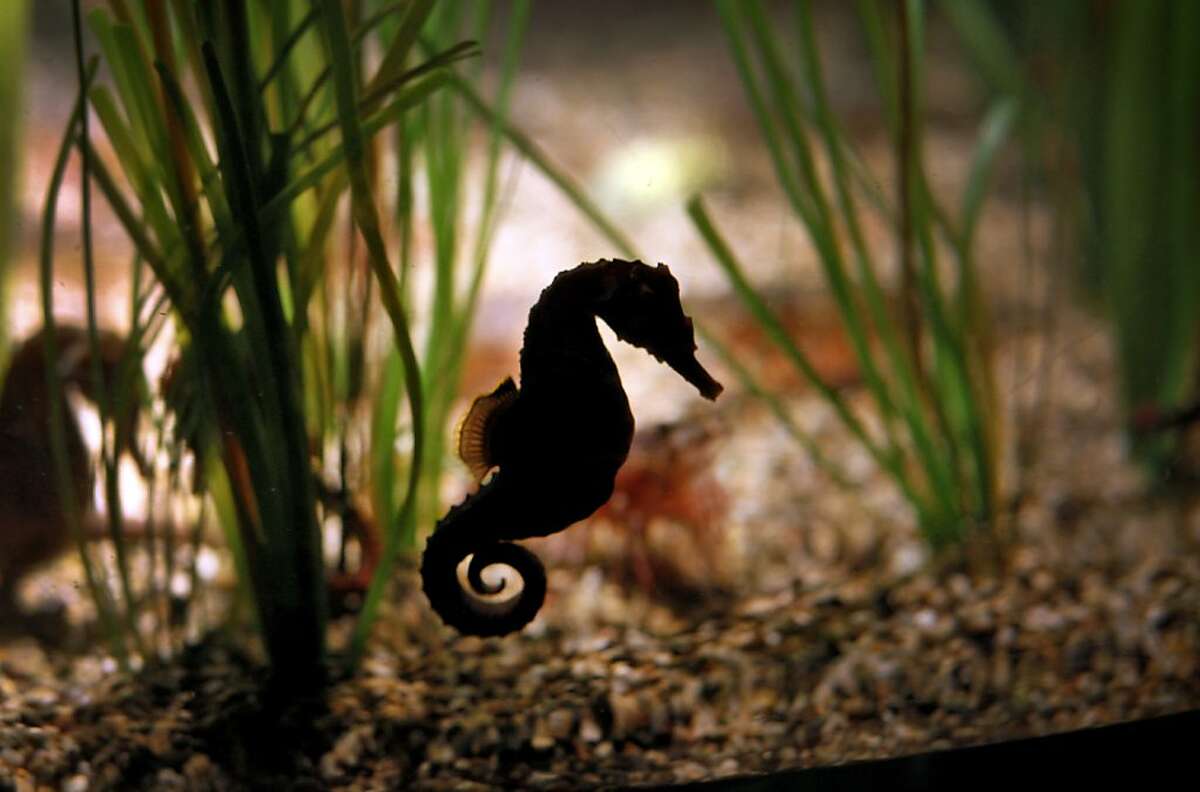 A lined seahorse in a tank at Monterey Bay Aquarium in Monterey, Calif., on Thursday, May 23, 2013.