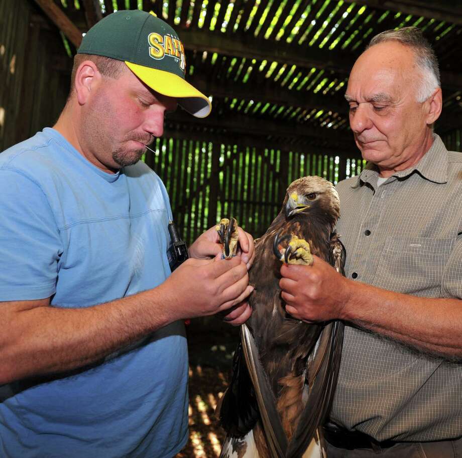 Cleared To Fly Healed Golden Eagle Released To The Wild