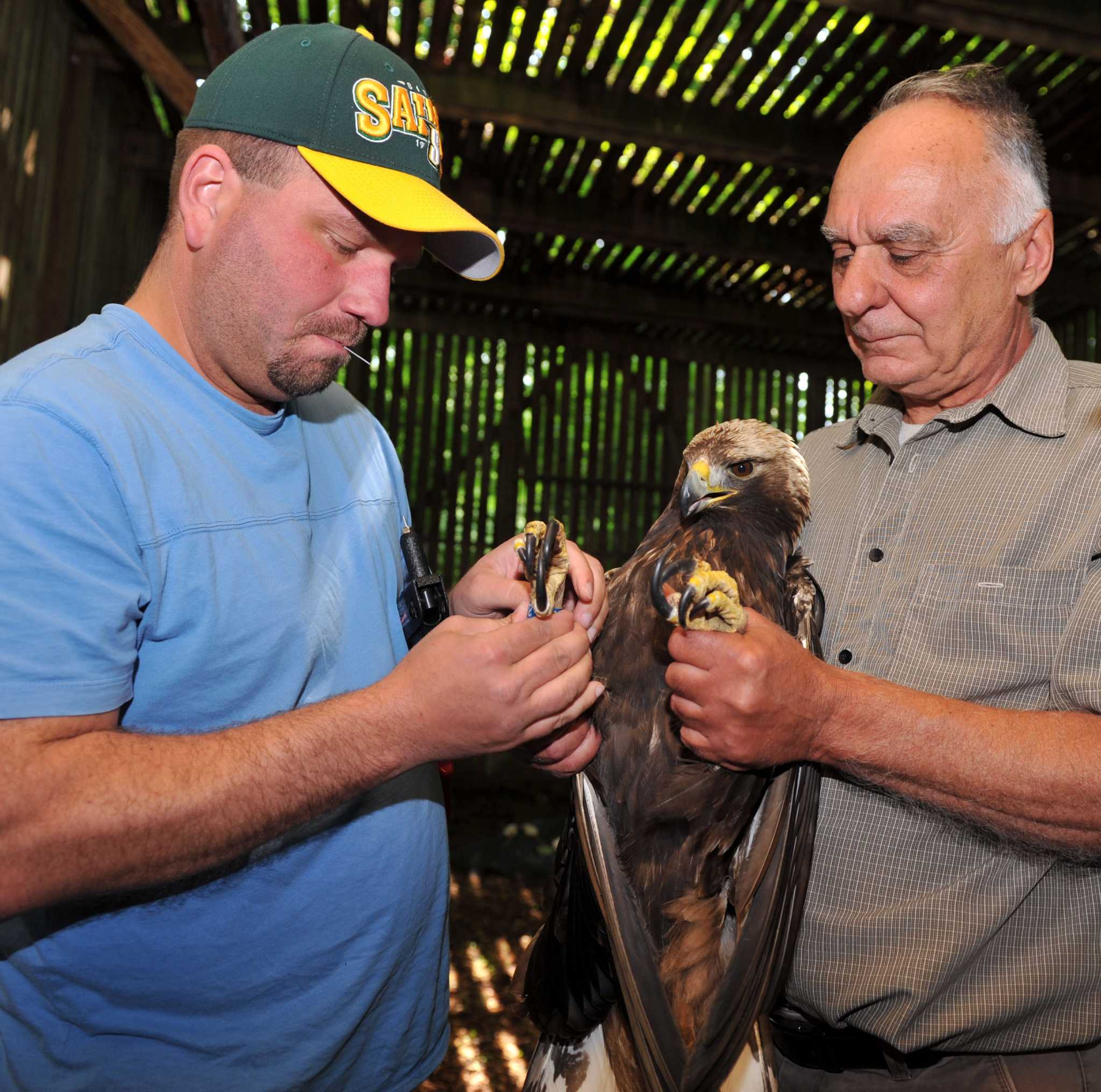 Cleared To Fly Healed Golden Eagle Released To The Wild