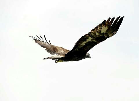 Cleared To Fly Healed Golden Eagle Released To The Wild