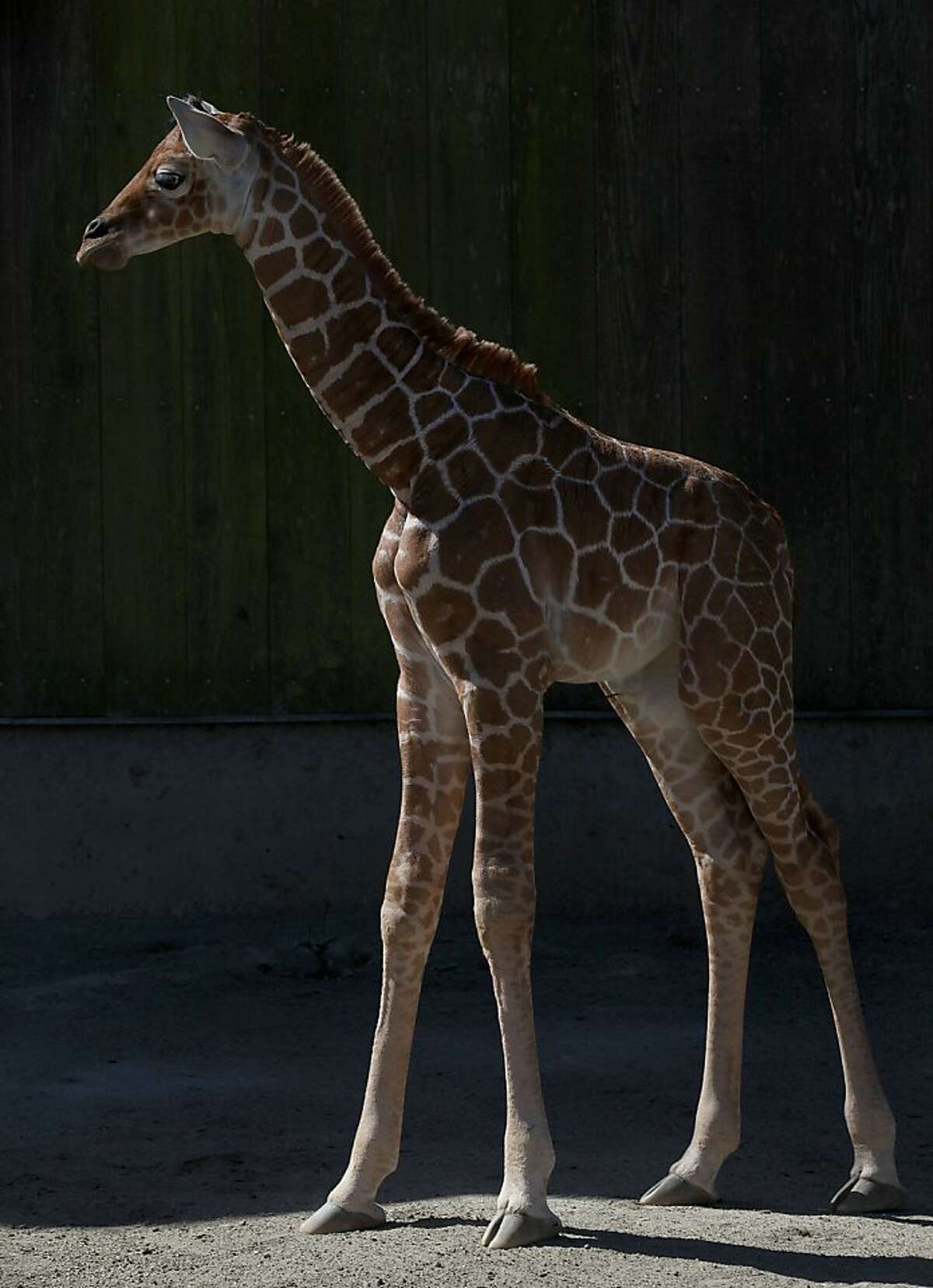 A female giraffe calf who was born yesterday enjoys the sun at the San Francisco Zoo in San Francisco, Calif., on Thursday, May 30, 2013.