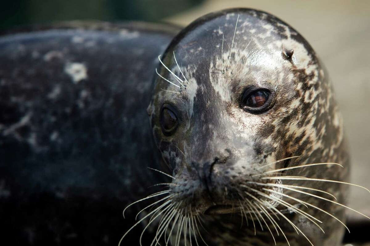 Seattle Aquarium's Harbor Seals Get A New Home