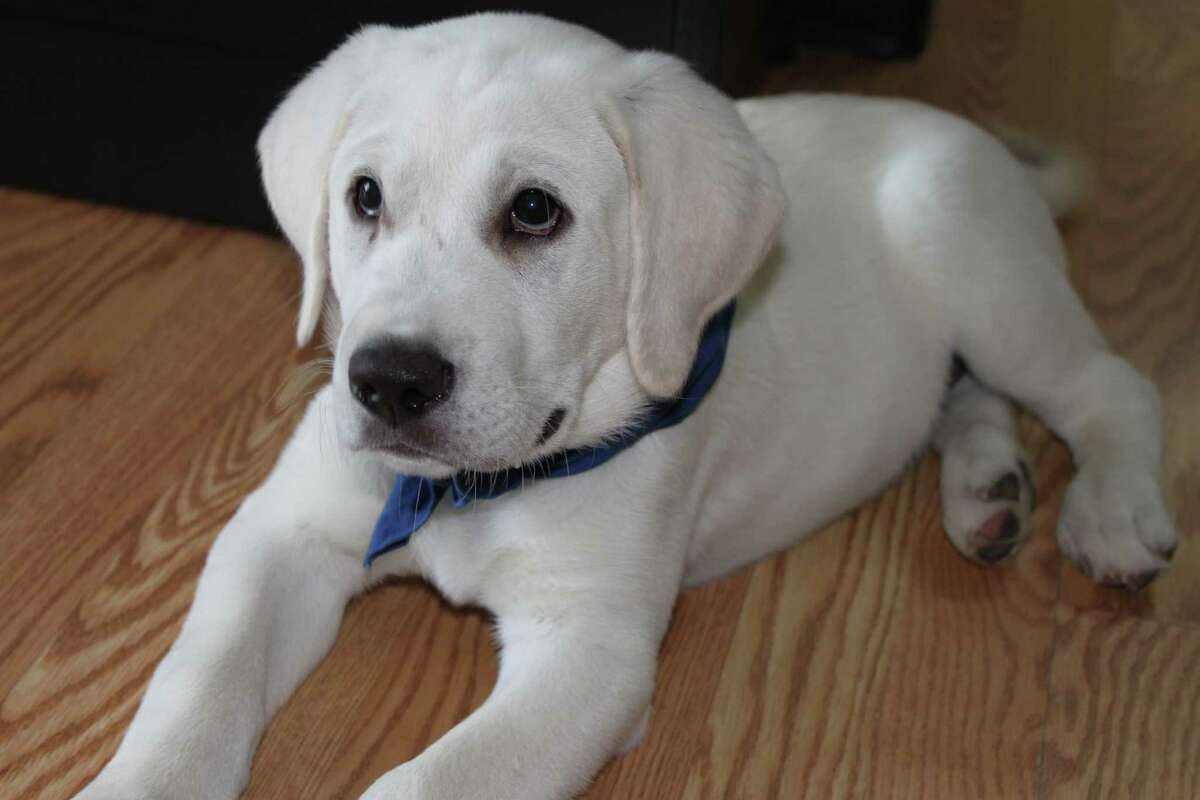 Hoffy, a 9-week-old Lab will be trained by Patriot PAWS to be a service dog for a wounded veteran. He was named for columnist Ken Hoffman by Donne Di Domani, the Italian sorority in Houston that raises money by selling spaghetti sauce each year at the Nutcracker Market. the group donated $30,000 for the dog.