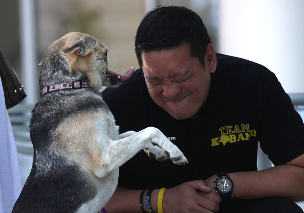 Kabang the hero dog heals, heads home - SFGate