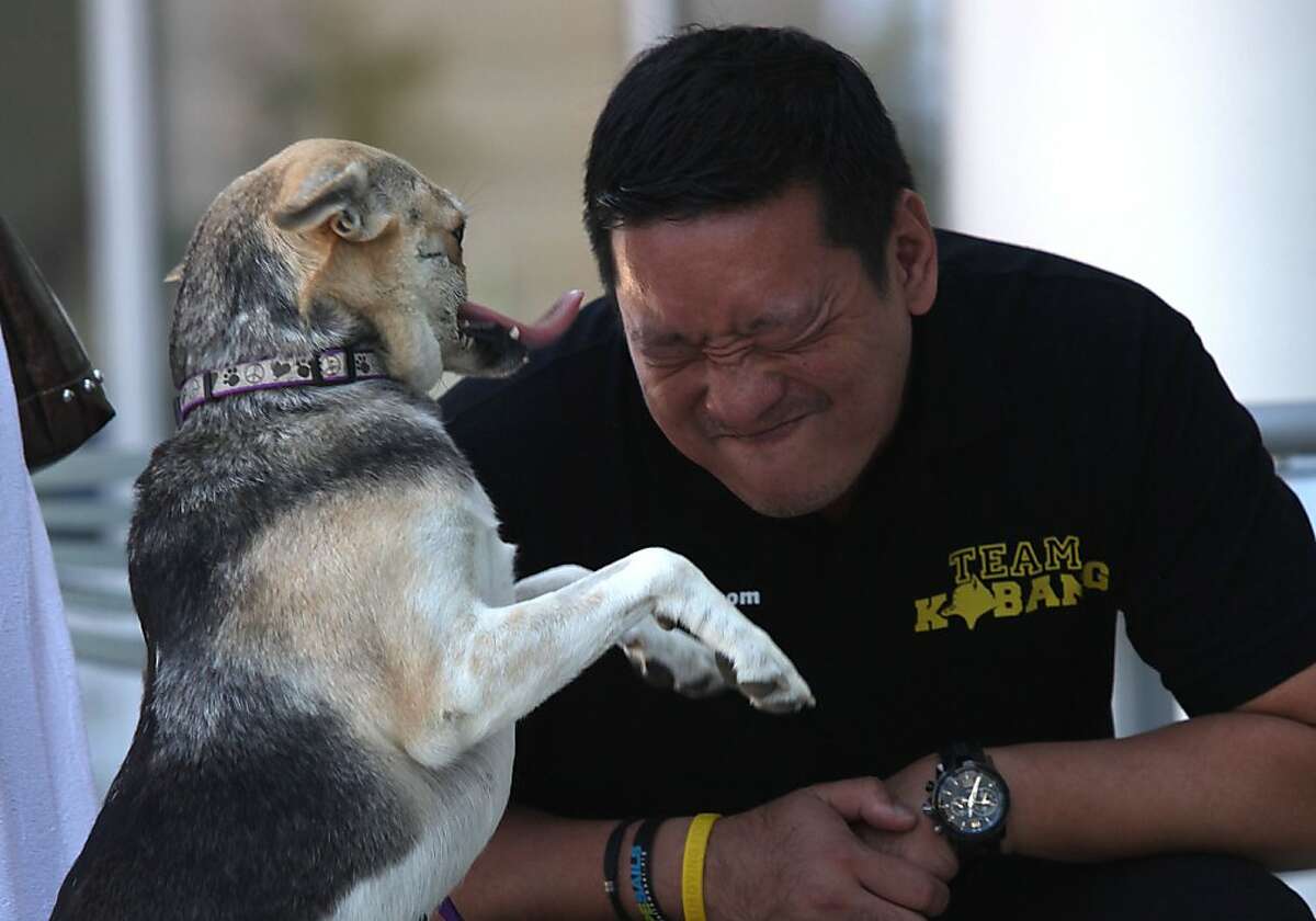 Dr. Anton Mari Lim from Zamboanga, Phillippines, plays with Kabang, the hero dog from the Philippines, as she is released from the veterinary medical teaching hospital at UC Davis in Davis, Calif., on Monday, June 3, 2013. Kabang saved two young girls from an oncoming motorcycle in the Philippines struck by a motorcycle in December 2011. She was brought to UC Davis in October, 2012.