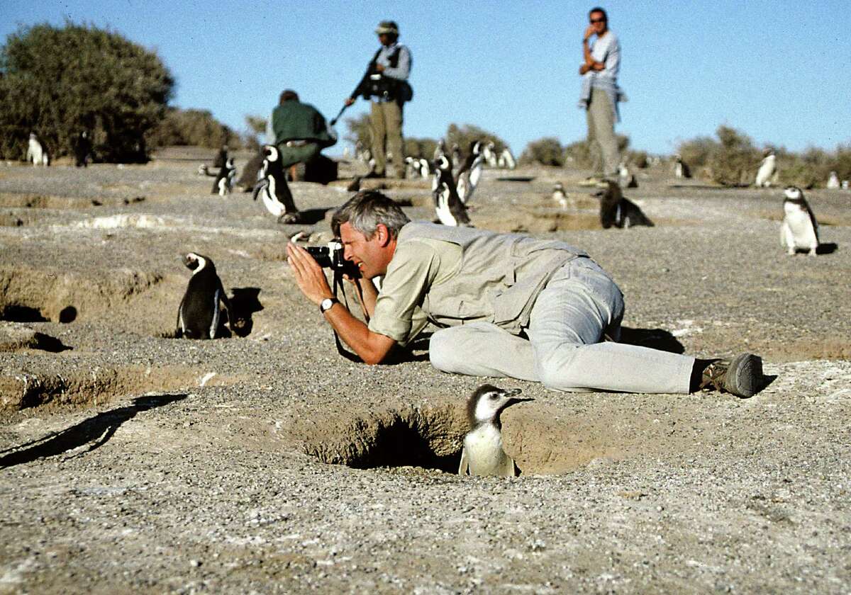 A photographer gets up close and personal with a penguin. Some nature experts disagree on whether nature photography is good or bad for the environment.