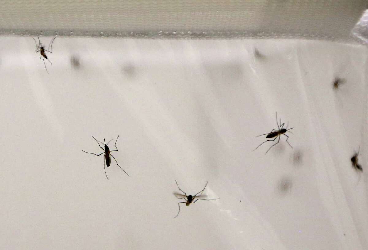 Mosquitoes are seen inside a stock cage in a mosquito labaratory at the London School of Hygiene and Tropical Medicine in London, Thursday, May 30, 2013. Researchers at the school have discovered that malaria-infected mosquitoes are more attracted to human odours. (AP Photo/Sang Tan)