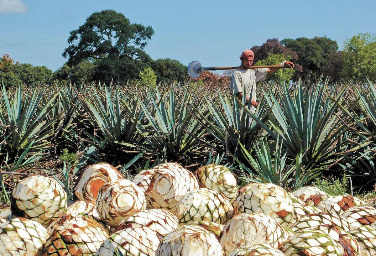 A fine day's work harvesting agaves and cutting the pinas in Arandas, Jalisco. Photo by Lucinda Hutson, author of "Viva Tequila."