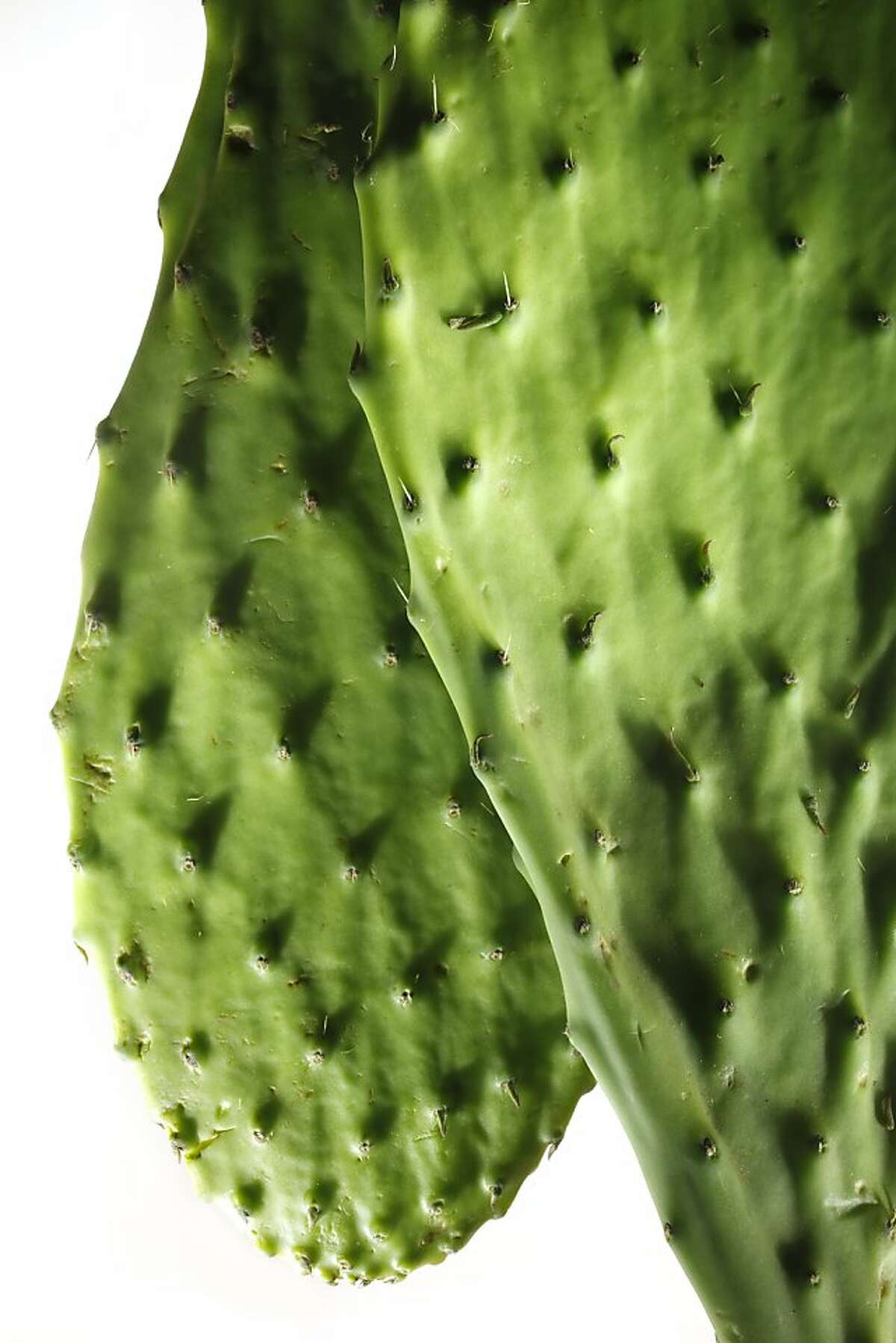 Cactus pads with spines as seen in San Francisco, California, on April 24, 2013.