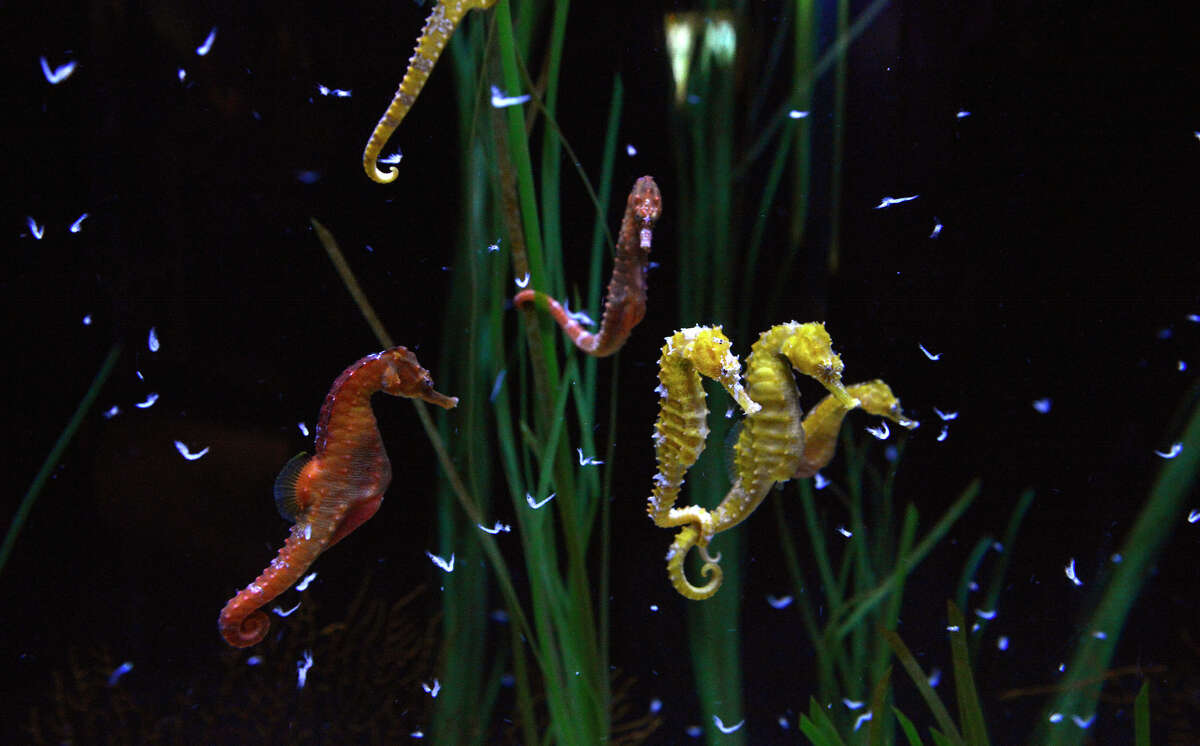 San Antonio Aquarium owners under investigation in 220 marine animal deaths