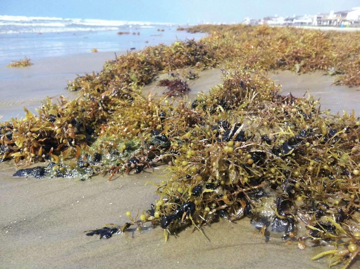 Galveston spending 140K to put smelly seaweed to work